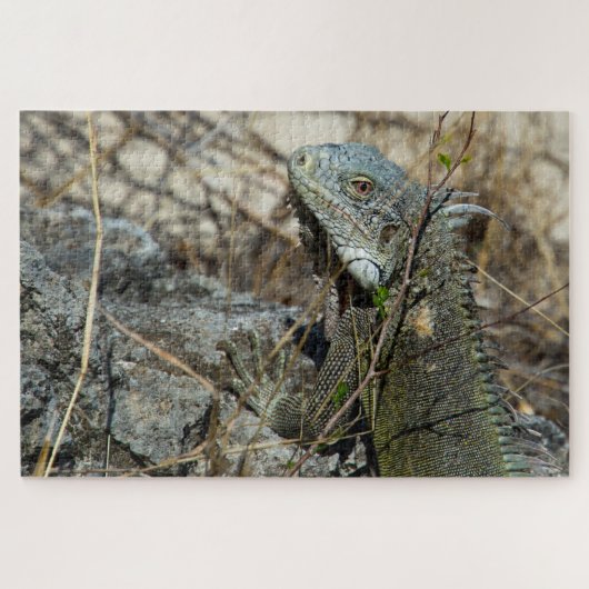 Iguana Posing on Rock for Camera Puzzle (Horizontal)