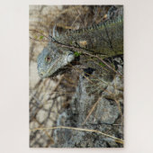 Iguana Posing on Rock for Camera Puzzle (Vertikal)