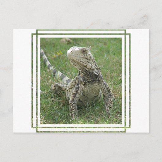Iguana Postcard Postkarte (Vorderseite)