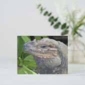 Iguana Postcard Postkarte (Stehend Vorderseite)
