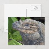 Iguana Postcard Postkarte (Vorne/Hinten)