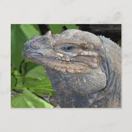 Iguana Postcard Postkarte (Vorderseite)