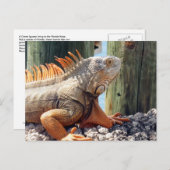 Iguana Postcard Postkarte (Vorne/Hinten)