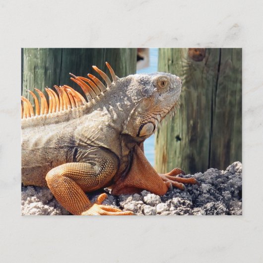 Iguana Postcard Postkarte (Vorderseite)
