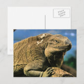 Iguana Postcard Postkarte (Vorne/Hinten)