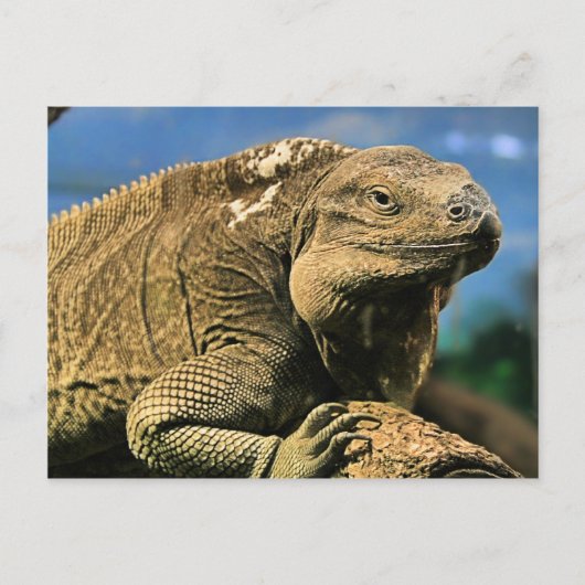 Iguana Postcard Postkarte (Vorderseite)