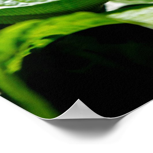 Iguana Poster (Ecke)