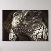 Iguana Poster (Vorne)