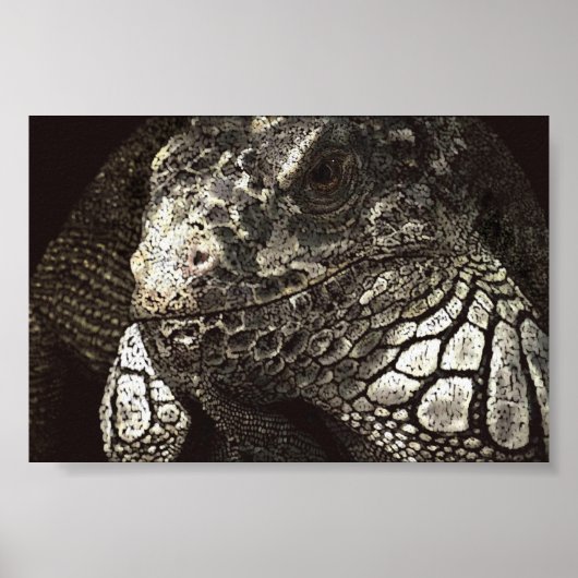 Iguana Poster (Vorne)