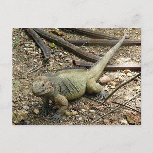 Iguana Postkarte (Vorderseite)