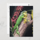 Iguana Postkarte (Vorne/Hinten)