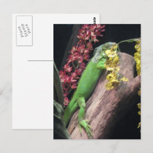 Iguana Postkarte (Vorne/Hinten)