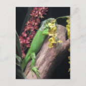 Iguana Postkarte (Vorderseite)