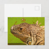 IGUANA POSTKARTE (Vorne/Hinten)