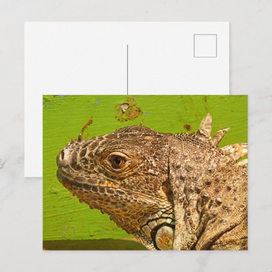 IGUANA POSTKARTE (Vorne/Hinten)