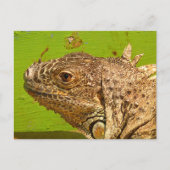 IGUANA POSTKARTE (Vorderseite)