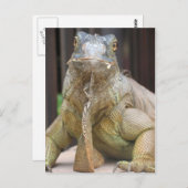 Iguana Postkarte (Vorne/Hinten)