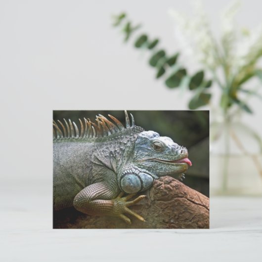 Iguana Postkarte (Stehend Vorderseite)