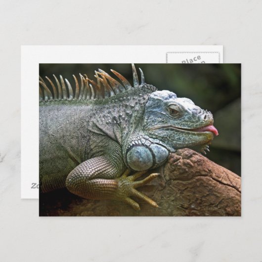 Iguana Postkarte (Vorne/Hinten)