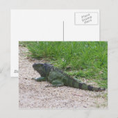 Iguana Postkarte (Vorne/Hinten)