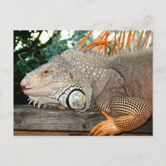 Iguana Postkarte