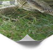 Iguana Print Poster (Ecke)