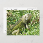 Iguana Puerto Rico Postkarte (Vorne/Hinten)