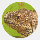 IGUANA RUNDER AUFKLEBER (Vorderseite)