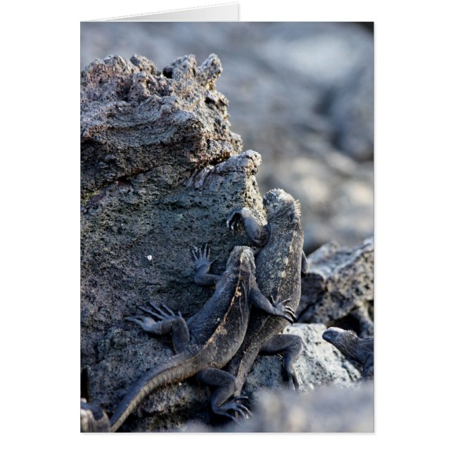 Iguana sei bei dir (Vorne)