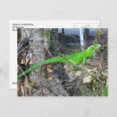 Iguana Sonnenbaden in La Romain, Südtrinidad Postkarte (Vorne/Hinten)