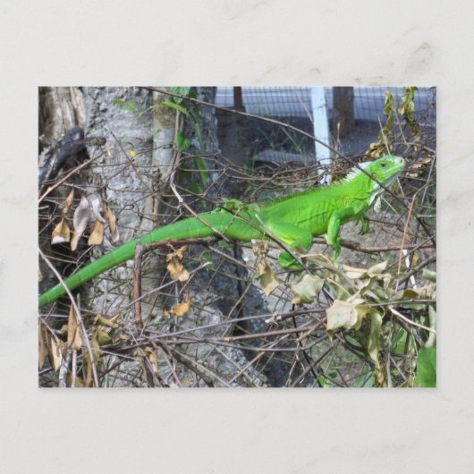 Iguana Sonnenbaden in La Romain, Südtrinidad Postkarte (Vorderseite)