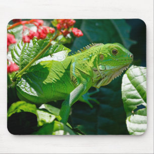 Iguana, Tier, Natur Mousepad