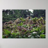 Iguana Tree Poster (Vorne)