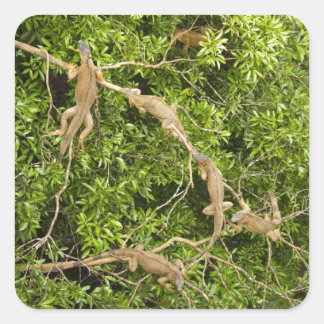 Iguana Tree Quadratischer Aufkleber