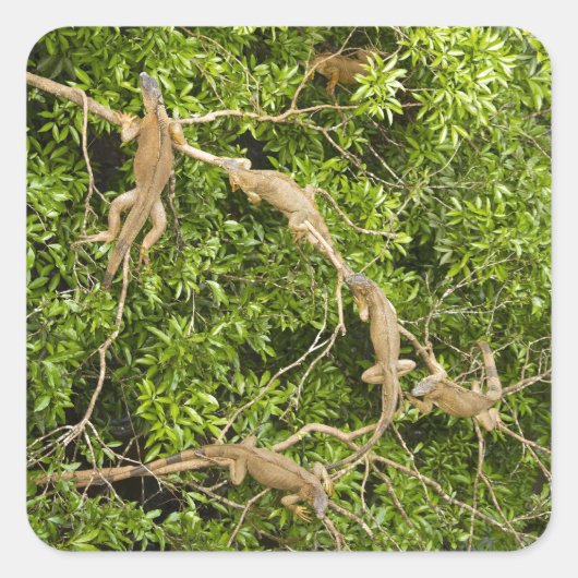 Iguana Tree Quadratischer Aufkleber (Vorderseite)