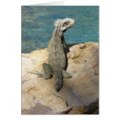 Iguana Tropical Wildlife Fotografy (Vorne)