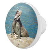 Iguana Tropical Wildlife Fotografy at St. Thomas Keramikknauf (Rechts)