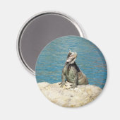 Iguana Tropical Wildlife Fotografy at St. Thomas Magnet (Vorderseite/Rückseite)