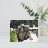 Iguana, Tulum, Mexiko Postkarte (Stehend Vorderseite)
