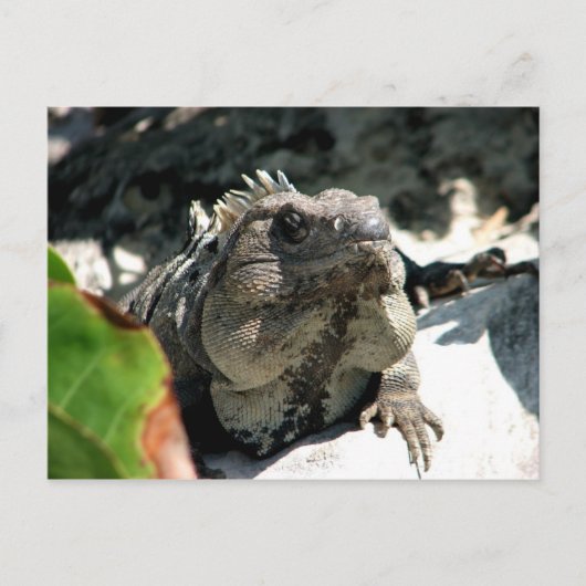 Iguana, Tulum, Mexiko Postkarte (Vorderseite)