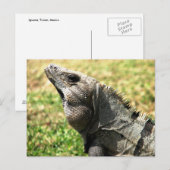 Iguana, Tulum, Mexiko Postkarte (Vorne/Hinten)