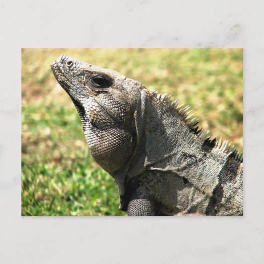 Iguana, Tulum, Mexiko Postkarte (Vorderseite)