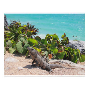 Iguana und türkisfarbenes Meer Fotodruck