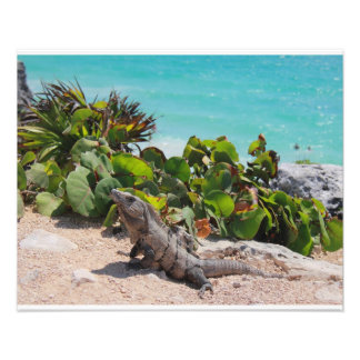 Iguana und türkisfarbenes Meer Fotodruck