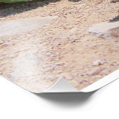 Iguana und türkisfarbenes Meer Fotodruck (Ecke)