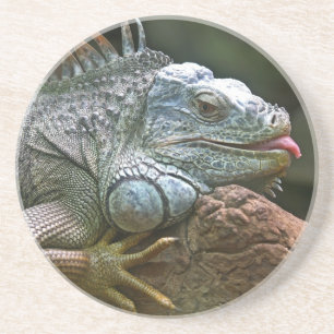 Iguana Untersetzer