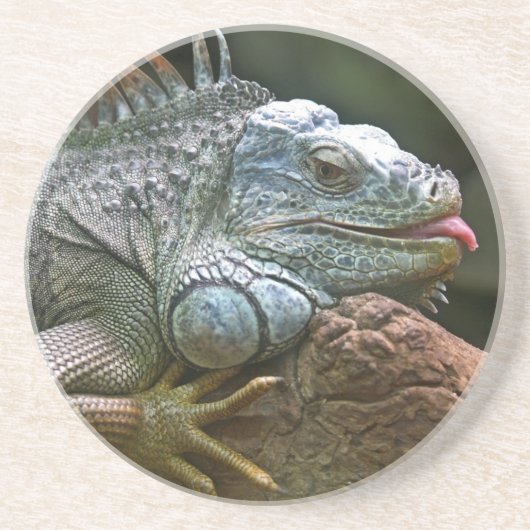 Iguana Untersetzer (Vorne)
