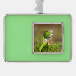 Iguana Weihnachtsdekoration Rahmen-Ornament Silber
