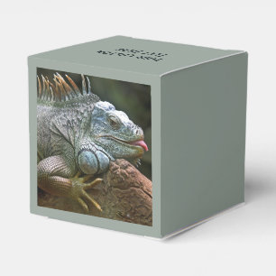 Iguana-Zollfavorit Geschenkschachtel