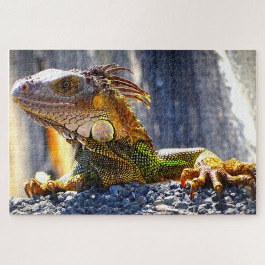 Iguanas in Florida Puzzle (Horizontal)